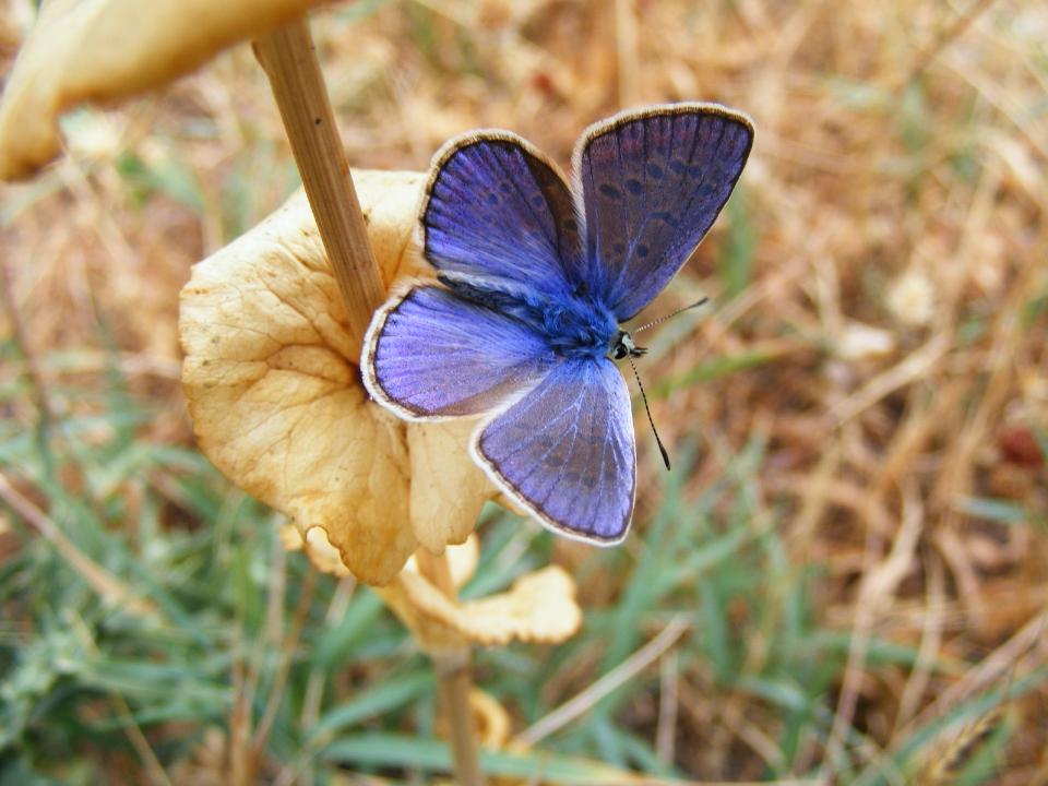 Polyommatus icarus